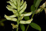 Canadian milkvetch